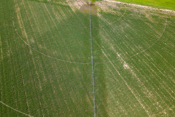 istock sprinkler on agricultural wheat field 1690931347