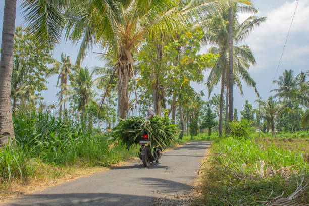 istock Motorbikes carry grass along this straight road 1690932012
