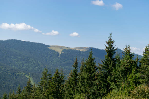 Mountain landscape with forest in the Carpathian mountains of Ukraine. stock photo