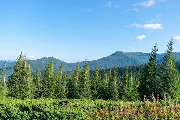 Mountain landscape with forest in the Carpathian mountains of Ukraine. stock photo