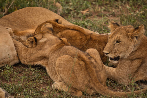 istock Lion babies drink milk from the lion mother 1690933897