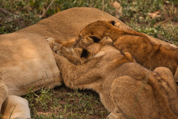 istock Lion babies drink milk from the lion mother 1690933998