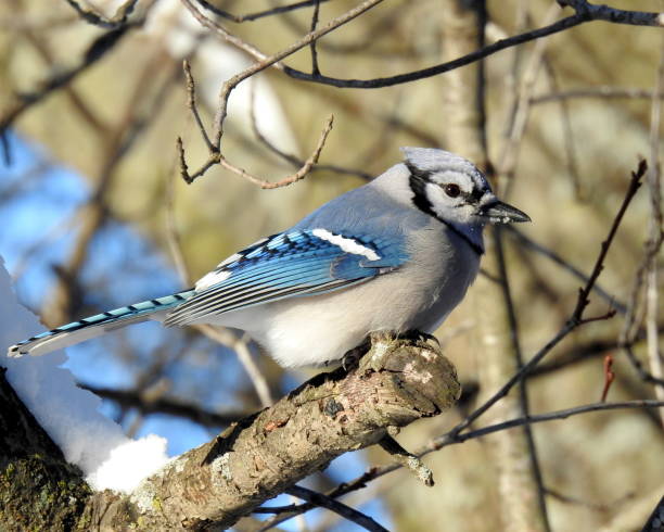istock Blue Jay (Cyanocitta cristata) Backyard Bird of North America 1690934162