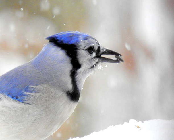 istock Blue Jay (Cyanocitta cristata) Backyard Bird of North America 1690934184