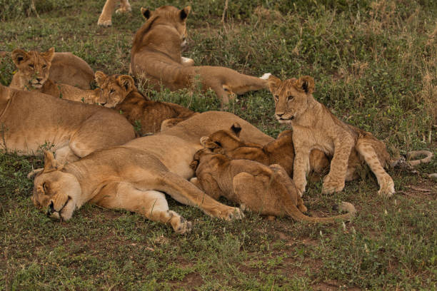 istock Lion babies drink milk from the lion mother 1690934232