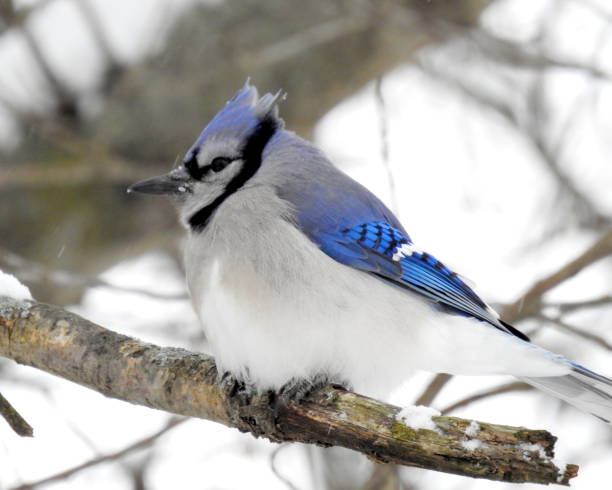 istock Blue Jay (Cyanocitta cristata) Backyard Bird of North America 1690934409