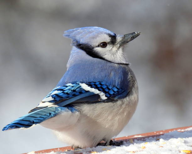 istock Blue Jay (Cyanocitta cristata) Backyard Bird of North America 1690934996