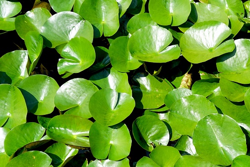Lotus leaves with a sunlight during the day on the surface of the water in the pond.
