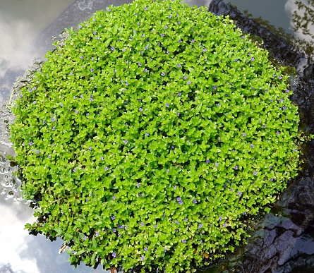 Lemna or Common Duckweeds free floating aquatic plant.