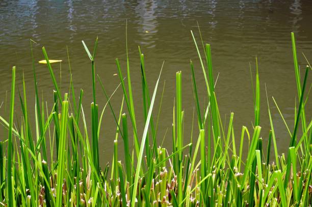 Green reeds on the surface of the river, natural background.
