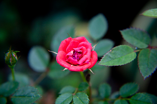 Rose red green leaf