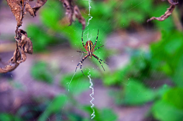 spider wasp in natural conditions. spider (Argiope bruennichi) on a web. insects