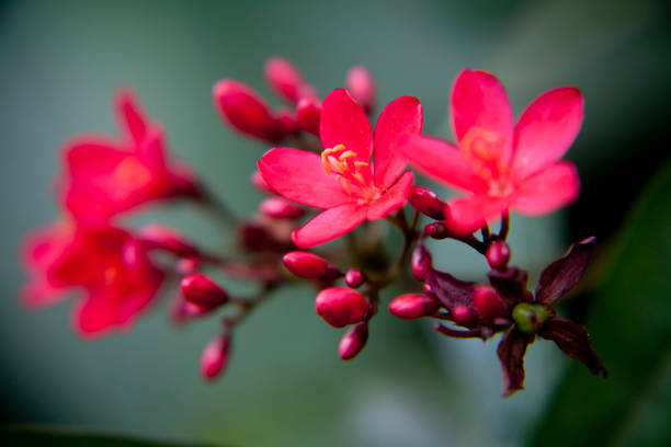red flower in green