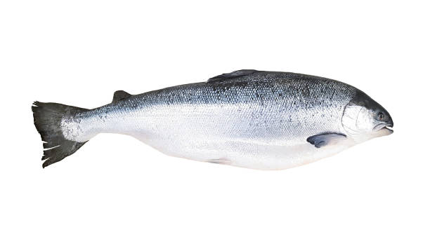 istock Whole fresh salmon isolated on white background with clipping path or make selection. Fish for sale and eat or uncooked food. 1690938443