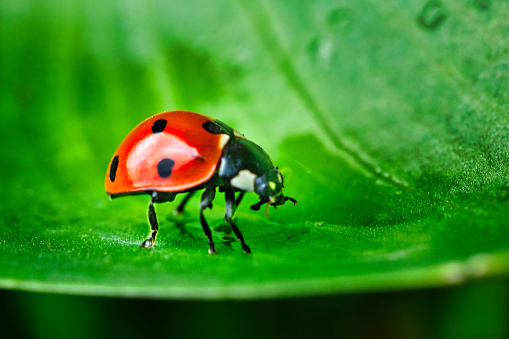 Macro photo of a ladybug on a green leaf with raindrops.