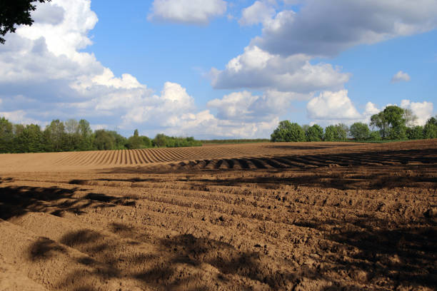 istock Plowed field in the sun 1690939737