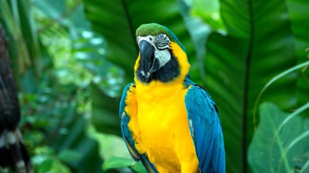 istock Portrait of blue macaw grabing on timer; blue and gold parrot 1690940219