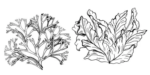 Vector illustration of Set of sea plants ink hand drawn illustration isolated on white background. Codium, porphyra seaweed black white line vector. Design element for package, label, trade, wrapping, marine collection.