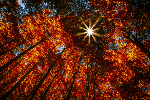 Sunny Autumn Forest