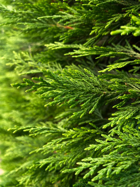 istock Green thuja branches background. Closeup of thuja leaves. 1690944141