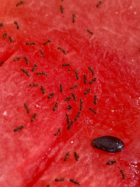 Black ants eat the remains of red watermelon pulp from peel lying on ground among branches of dry grass. Ways of interaction between animals and insects living in colonies, obtaining food. High quality photo