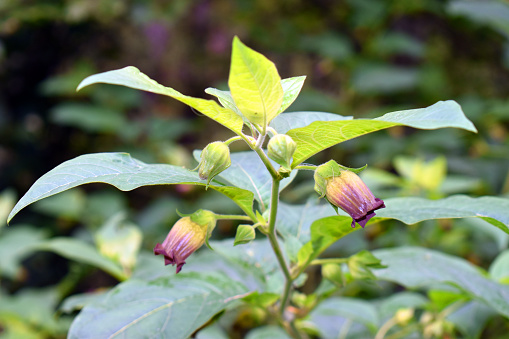 Detail of the belladonna flower (Atropa belladonna) a toxic and medicinal species.