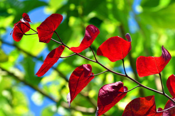 istock Red leaves of the eastern redbud (Cercis canadensis) with a greenish background 1690945807