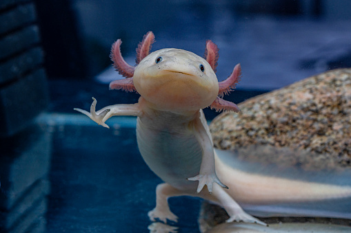 A cute pink axolotl is smiling