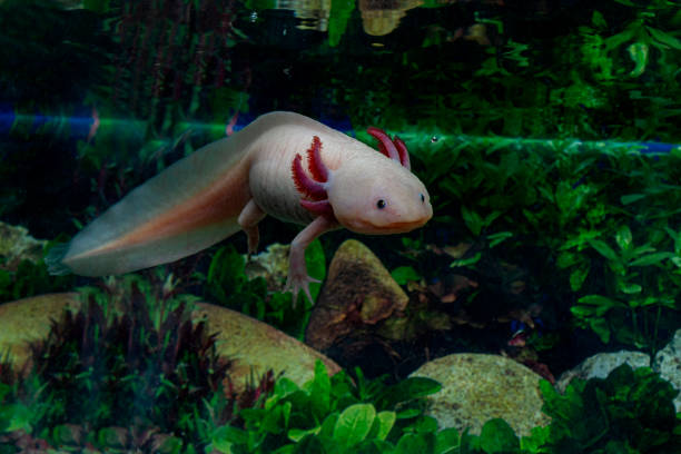 Cute pink axolotl swims. Mexican Ambystoma