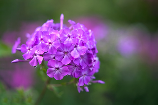 Natural purple Garden Phlox bouquet with a water drop. Blurry background.