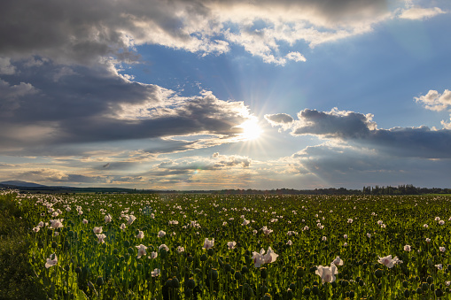 poppy field during sunset near Osoblaha, Czech Republic