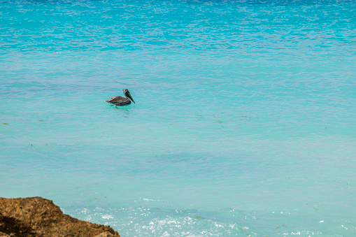 Beautiful view of pelican on water Atlantic ocean surface.