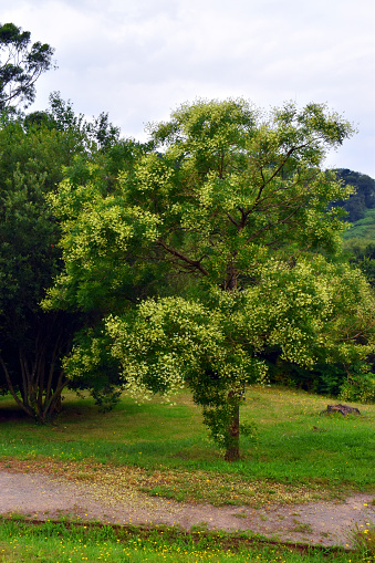 Vertical image of the pagoda tree (Styphnolobium japonicum or Sophora japonica) in bloom in a park.