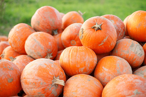 group of orange bright pumpkins on green grass