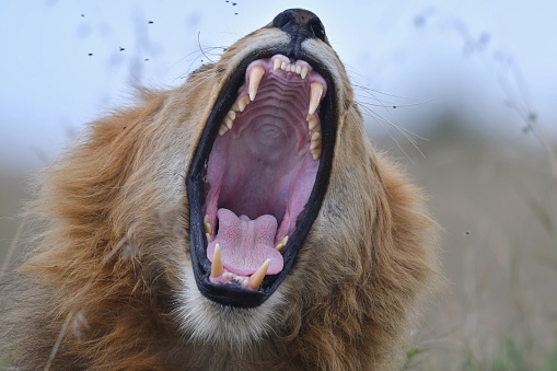Male African lion open mouth for yawning