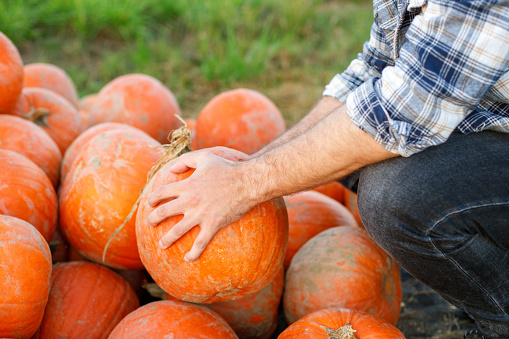 Close-Up of Farmer Choosing a Large Ripe Orange Pumpkin