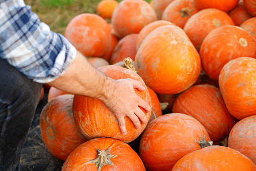 close-up of a man farmer choosing a large ripe orange pumpkin