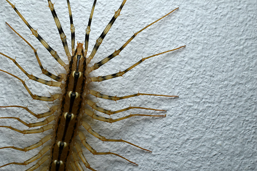 Scutigera coleoptrata on wall. The Flycatcher. Centipede flycatcher insect predator. High quality photo