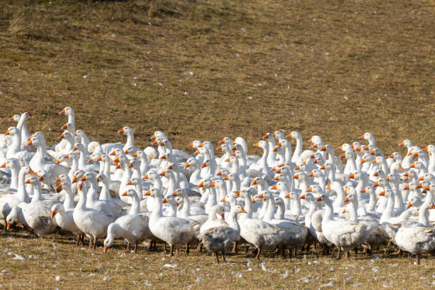 istock Flock of geese in open air, Hungary 1690972790