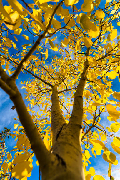 Les trembles Couleurs d’automne de l’automne - Photo