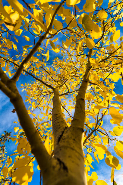 Gli alberi di pioppo tremulo cadono i colori autunnali - foto stock