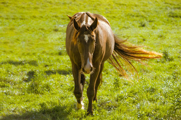 Running chestnut horse in meadow. Summer day