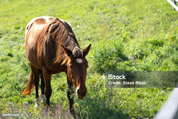 Chestnut Brown Horse On Grass Grazing Stock Photo - Download Image Now - Animal, Animal Mane, Animal Wildlife