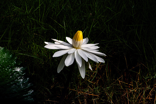 Single White Lotus Water Lily