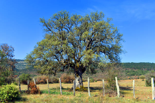 An oak (Quercus ilex subsp. ilex) in a meadow with blue sky.