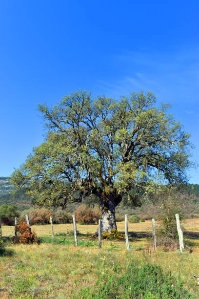 istock Vertical image of a holm oak (Quercus ilex subsp. ilex) in a meadow with blue sky 1690984602