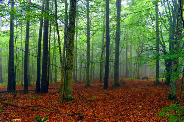 istock Beech forest (Fagus sylvatica) with some mist and the ground covered with leaf litter 1690985760