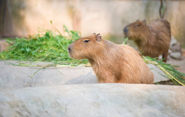 istock Rare wild animals raised in open zoos in their natural environment. 1690985770
