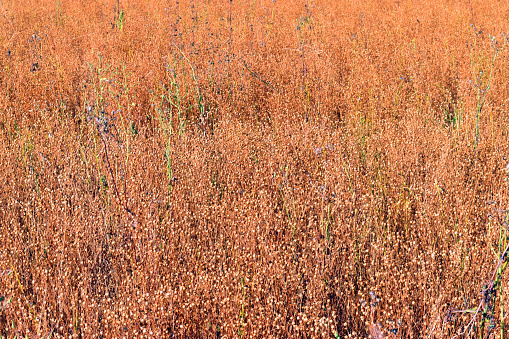 Detail of a field of flax (Linum usitatissimum) already ripe and ready to harvest