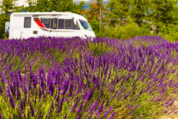 istock Caravan camping at lavender field, France 1690989142